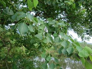 常绿干部爆料视频最新,权力背后的真相与反思